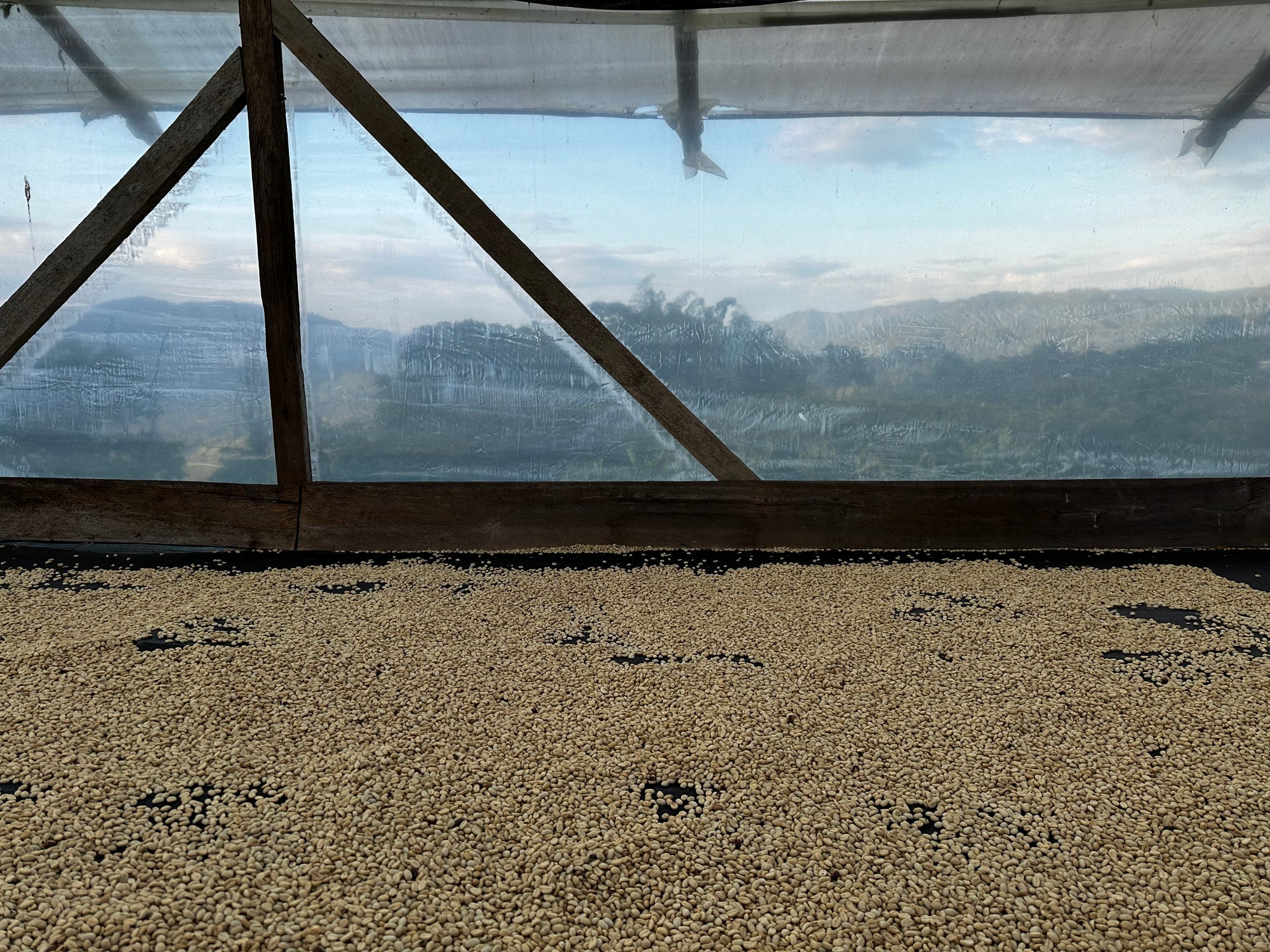 El Tesoro - Colombia - Washed Tabi